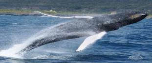 Whale Watching samana